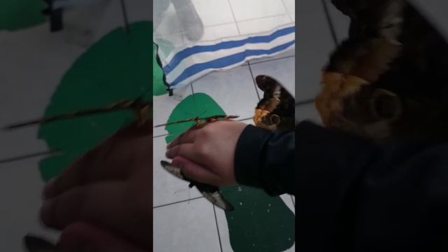 Бабочки на руке)) смотреть онлайн