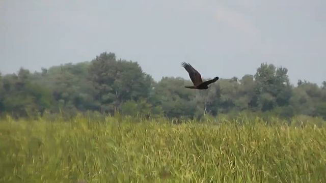 САМКА БОЛОТНОГО ЛУНЯ(Circus aeruginosus)В ПОИСКОВЫХ ПОЛЁТАХ смотреть онлайн