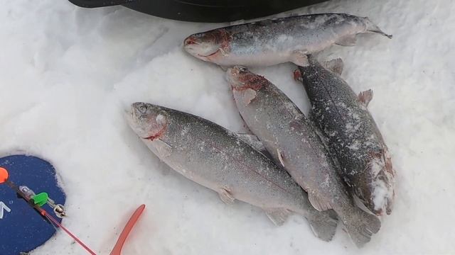 КОКИНО РУЛИТ. В гостях у друзей 06 02 2021. #кокино #форель #ловляфорели смотреть онлайн