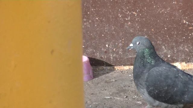 Учимся оценивать состояние птиц, наблюдая за ними. Голуби.14.03.2024 смотреть онлайн