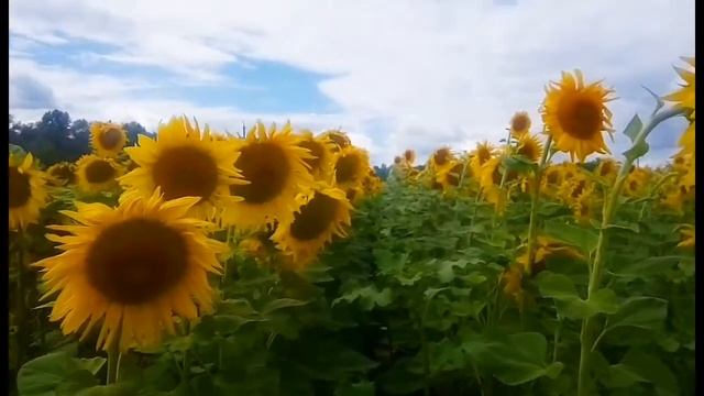 ФУТАЖИ ДЛЯ МОНТАЖА. Подсолнухи на поле. смотреть онлайн