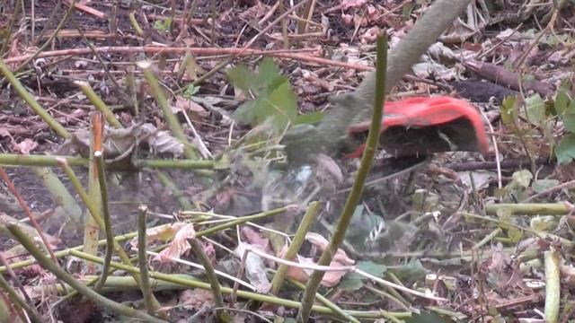 Триммером по мелкому кустарнику смотреть онлайн