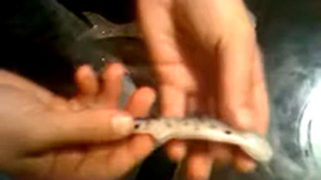 how to hook up a banjo 006 minnow смотреть онлайн