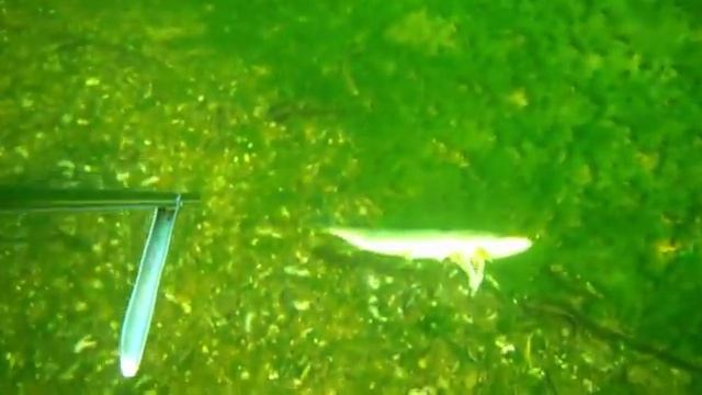 Подводная охота Осень 2010. Spearfishing смотреть онлайн