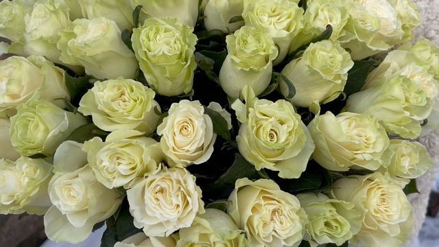51 роза "Мондиаль" смотреть онлайн