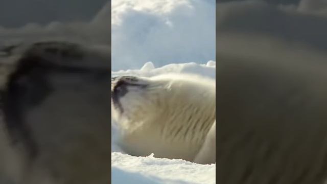 зачем мне солнце Монако и луна Сантропе смотреть онлайн