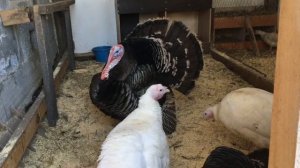 Индюшки готовятся к яйцекладке. Содержание индюков в период яйценоскости.