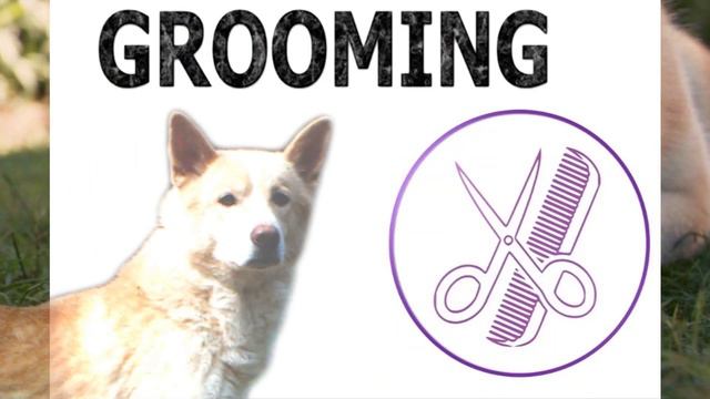 Dogs 101 - CANAAN - Top Dog Facts About the CANAAN смотреть онлайн