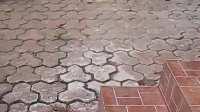 Весёлая собака. смотреть онлайн
