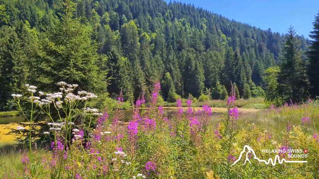 Alphorn music on the edge of Swiss Mountain Lake #soothingrelaxation смотреть онлайн