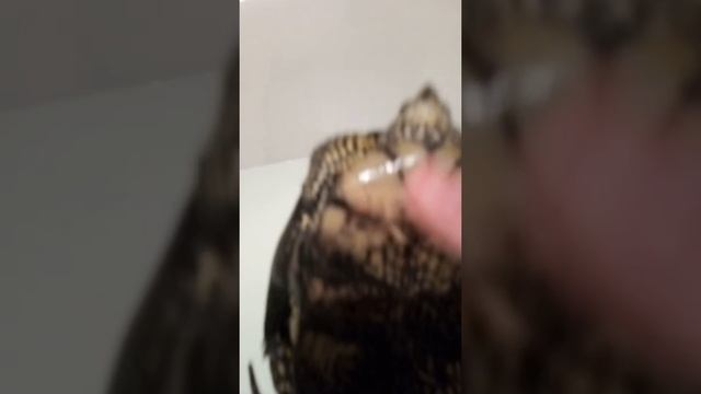 Пол черепахи смотреть онлайн