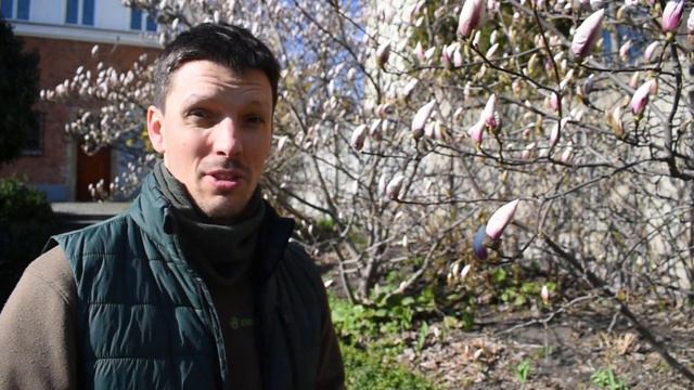 Magnolia - pielęgnacja i wymagania. Uprawa magnolii w ogrodzie. смотреть онлайн