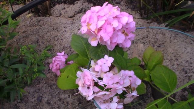 Моя коллекция гортензий,Киушу,пильчатая,махровая,черешковая и другие смотреть онлайн