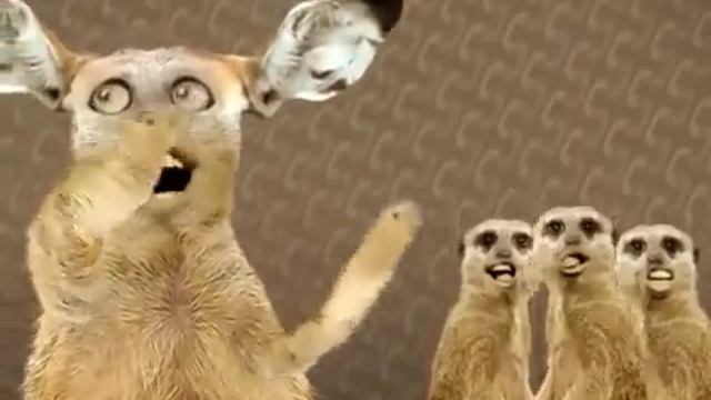 прикол с поющими котами смотреть онлайн