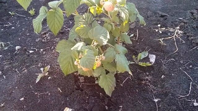 Малина ЭРИКА! НОВИНКА!!! смотреть онлайн