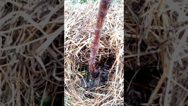 Обмотка дерева на зиму часть 1 смотреть онлайн