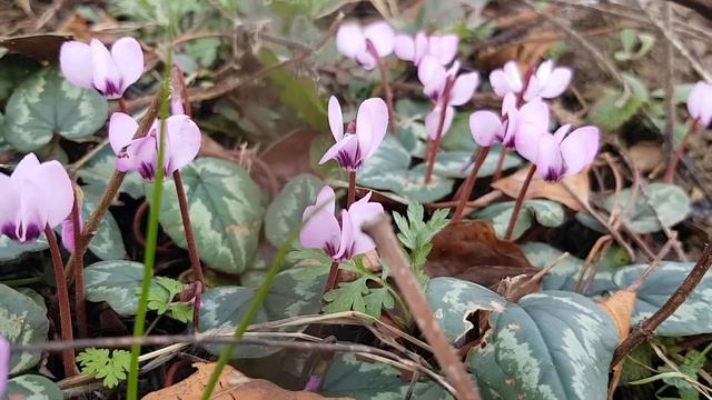 СОЧИ ? Сочинская дача 6 февраля | Субтропический рай в отдельно взятом городе смотреть онлайн