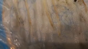 Расторопша,посев,посадка.