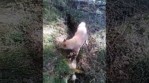 Охота на барсука натаска Лаек.