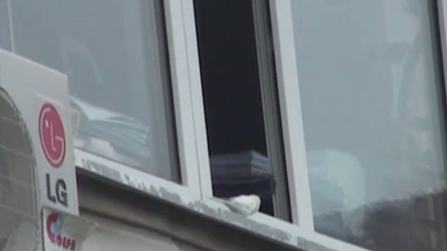 спасение попугайчика смотреть онлайн