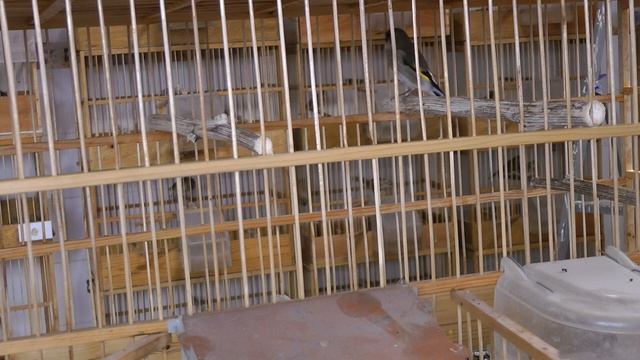 поёт седоголовый щегол Carduelis Caniceps