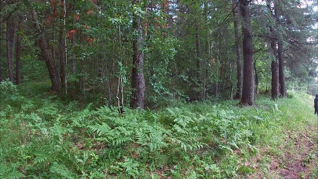 Поход в лес. Уральский летний лес. смотреть онлайн