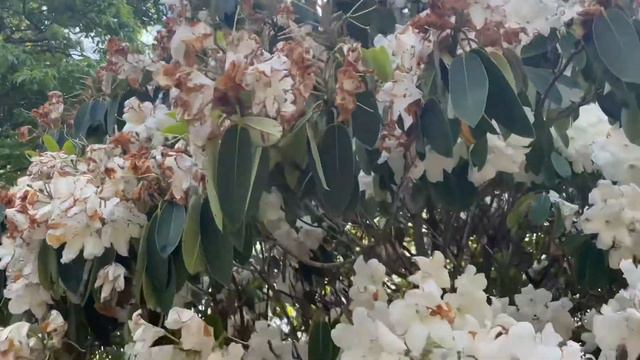 Rhododendron ‘auriculatum x griffithianum’ | लालि गुरास् - Series 15 смотреть онлайн
