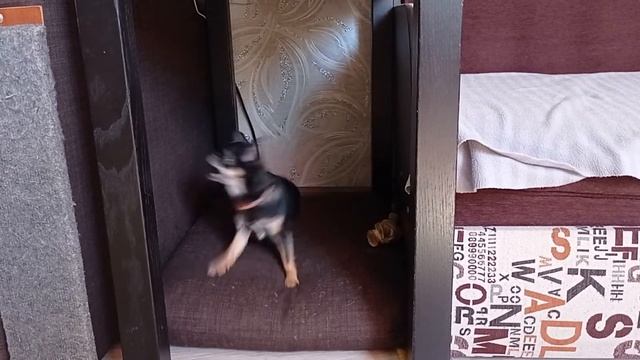 Чихуахуа Зайка требует свободы!Плохо ест и ездит на попе? смотреть онлайн