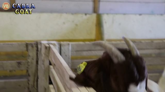 Som Animais de Fazenda e Som de Animais Selvagens Farm Animal - Wild Animal смотреть онлайн