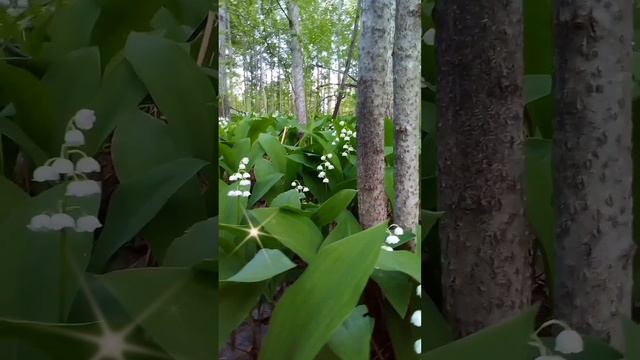 Это ландыши смотреть онлайн