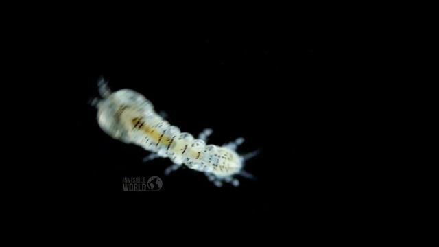 Клешненосный ослик из отряда Tanaidacea под микроскопом. смотреть онлайн