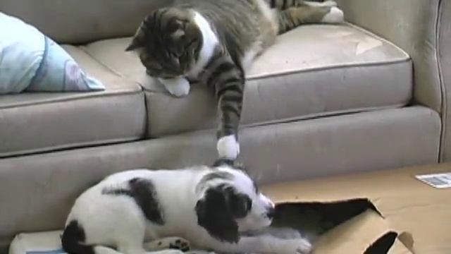 Cat Teaches Puppy #(BAD Puppy)