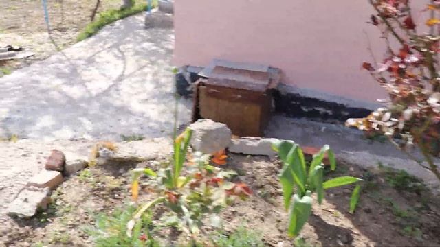 Мои цветочки во дворе - по просьбе подписчицы. смотреть онлайн