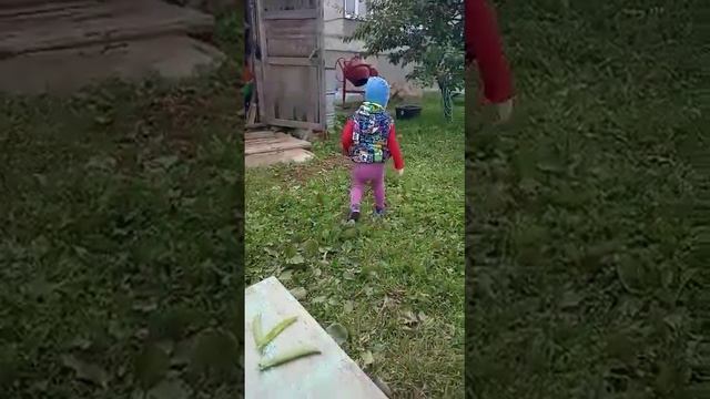 Как надо раскрывать горошек, кушать и что делать с остатками смотреть онлайн