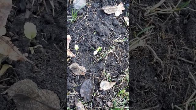 Что будет в этом году? смотреть онлайн