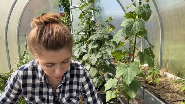 РАССАДА ОГУРЦА ПОДВЕЛА, ВЫСАЖИВАТЬ В ГРЯДКУ НЕЧЕГО