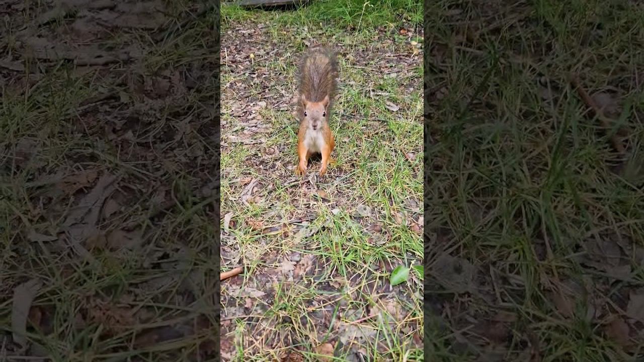 ▷Бобик милый бельчонок◁ смотреть онлайн