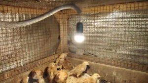 Освещение для брудера//какую лампу выбрать.