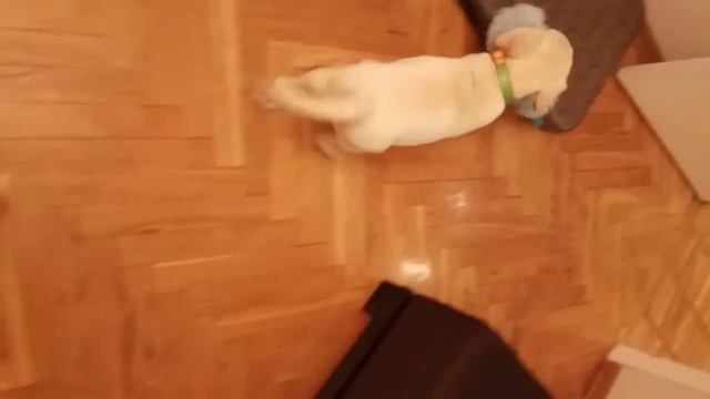 щенок лабрадора 3 месяца смотреть онлайн