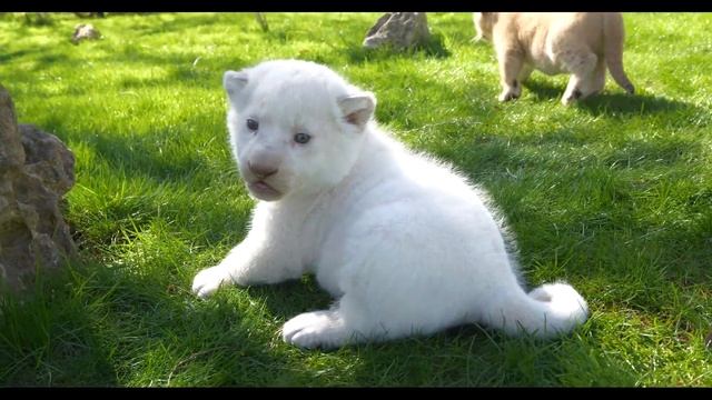 ? МАЛЫШИ ТАЙГАНА. ? МИМИМЕТР СЛОМАЛСЯ В ТАЙГАНЕ! ЛЬВЯТА, АМУРСКИЕ ТИГРЯТА, БЕЛЫЕ ЛЬВЯТА смотреть онлайн