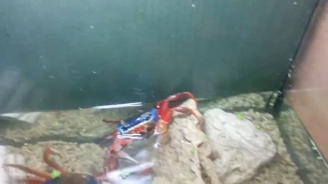 Радужный краб смотреть онлайн