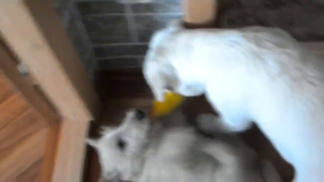 Лабрадор VS Скотч-терьер) смотреть онлайн