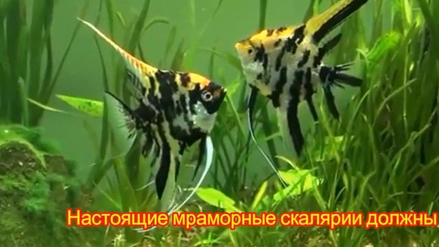 Мраморные скалярии (обычные и золотые) - стандарт породы смотреть онлайн