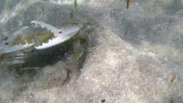 Crab attack! (Краб атакует!) смотреть онлайн