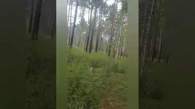 Прогулка по лесам Иркутска. смотреть онлайн