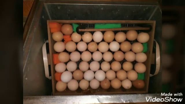 "Блиц" 48 *7 Инкубатор. Закладываем яйца в Инкубатор. смотреть онлайн
