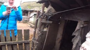 Как выбрать поросёнка. Советы, нюансы, рекомендации.