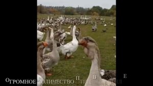 Холмогорские гуси Евгения Клещёва из Орла