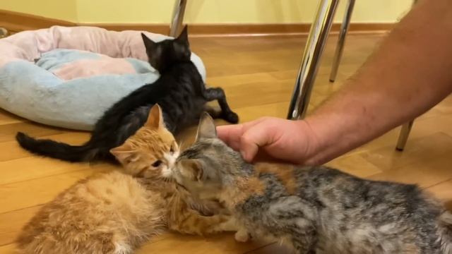 Маленькая Настюша кормит ОДНОГЛАЗОГО КОТЁНКА!