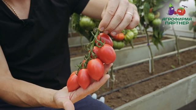 УРОЖАЙНЫЙ И ВКУСНЫЙ ТОМАТ МАЛИНОВОЕ ПЛАМЯ смотреть онлайн